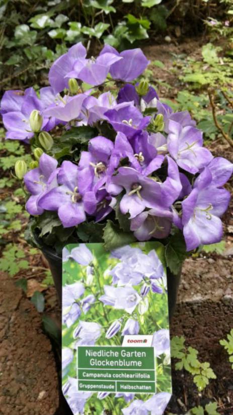 Name:  campanula c 2.jpg
Views: 2123
Size:  73.5 KB