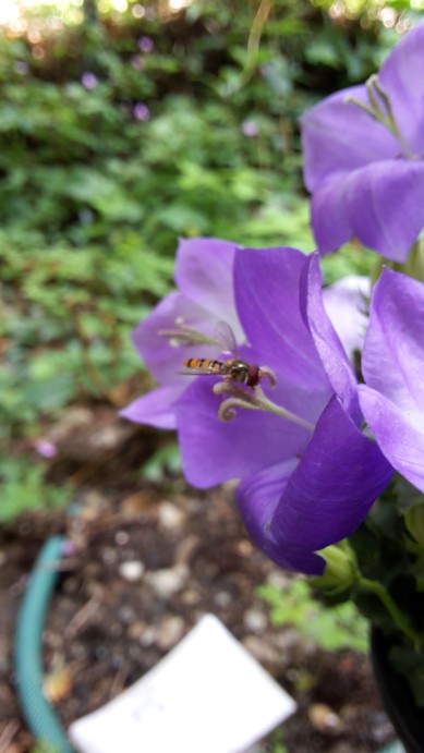 Name:  campanula c 1.jpg
Views: 2106
Size:  54.6 KB