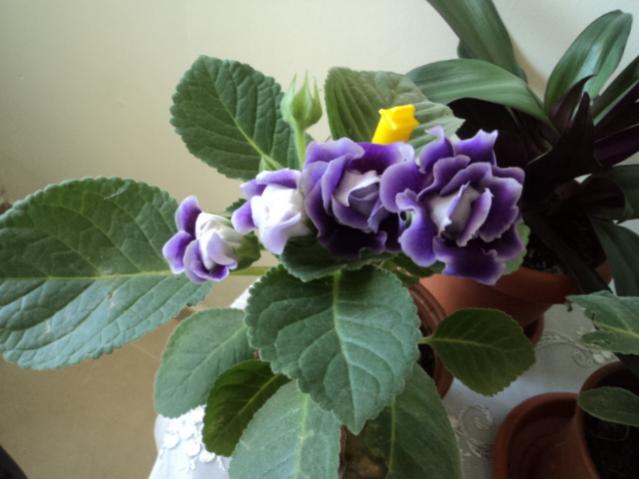 Name:  DSC03330.jpg
Views: 1198
Size:  35.0 KB
