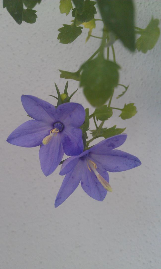 Name:  IMAG0353.jpg
Views: 1998
Size:  46.8 KB