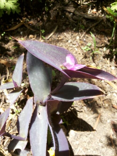 Name:  Growing Tradescantia pallida from cutting.jpg
Views: 2225
Size:  55.8 KB