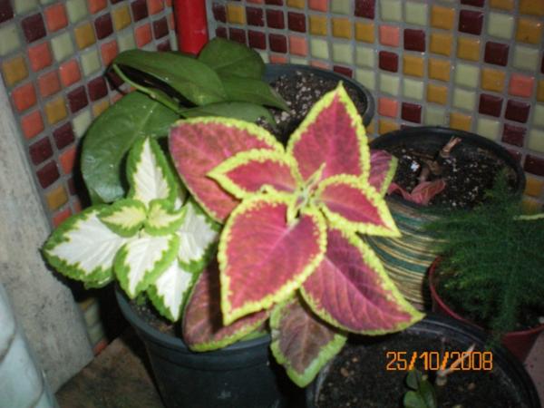Name:  100_0113.jpg
Views: 4722
Size:  42.1 KB