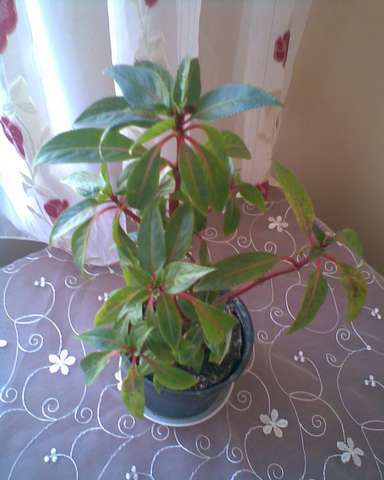 Name:  Image00011.jpg
Views: 11728
Size:  26.3 KB