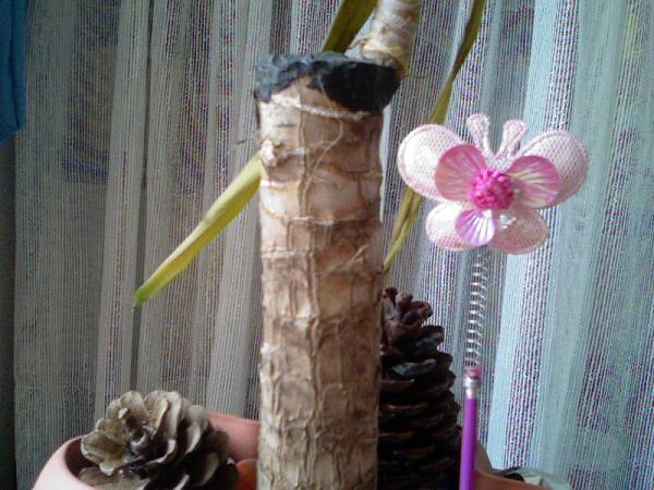 Name:  Photo-0279.jpg
Views: 3438
Size:  54.4 KB