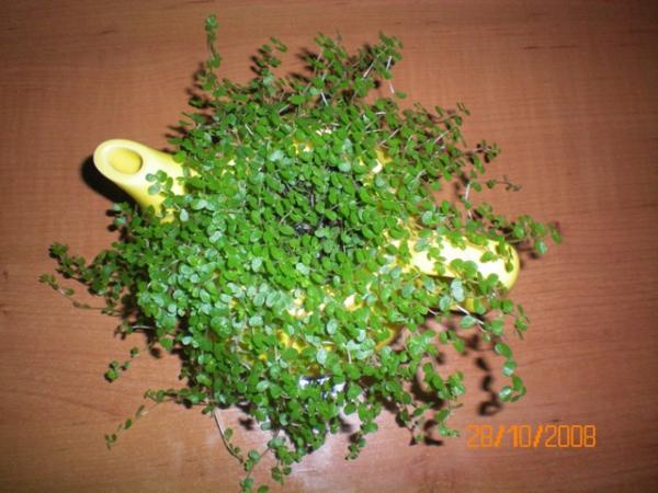 Name:  100_0004.jpg
Views: 10028
Size:  45.5 KB