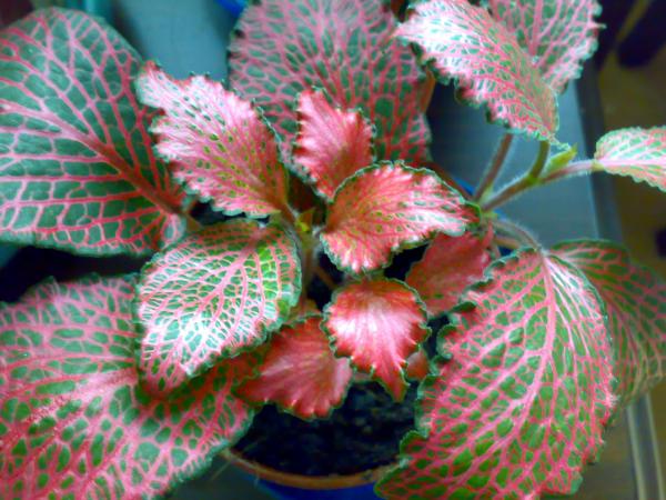Name:  21112008075.jpg
Views: 29137
Size:  53.1 KB