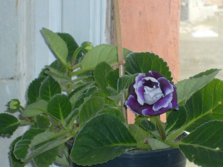 Name:  S6303178gloxinia1S6303178.jpg
Views: 1840
Size:  69.4 KB