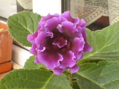 Name:  S6302992gloxinia2S6302992.jpg
Views: 1838
Size:  69.3 KB