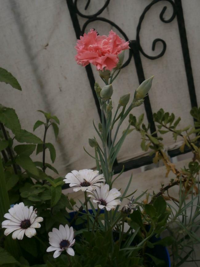 Name:  karanfil1.jpg
Views: 1350
Size:  58.1 KB