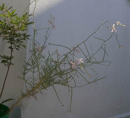 Name:  Boynuzlu ebboy - Matthiola longipetala 2.jpg
Views: 1486
Size:  21.1 KB