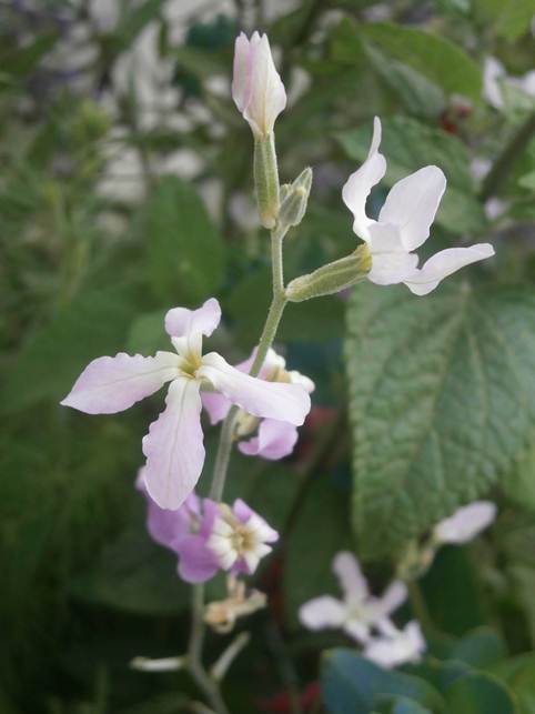 Name:  Boynuzlu ebboy - Matthiola longipetala 4.jpg
Views: 1649
Size:  27.7 KB