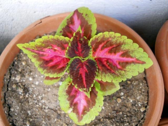 Name:  DSCN5804.jpg
Views: 1882
Size:  48.9 KB
