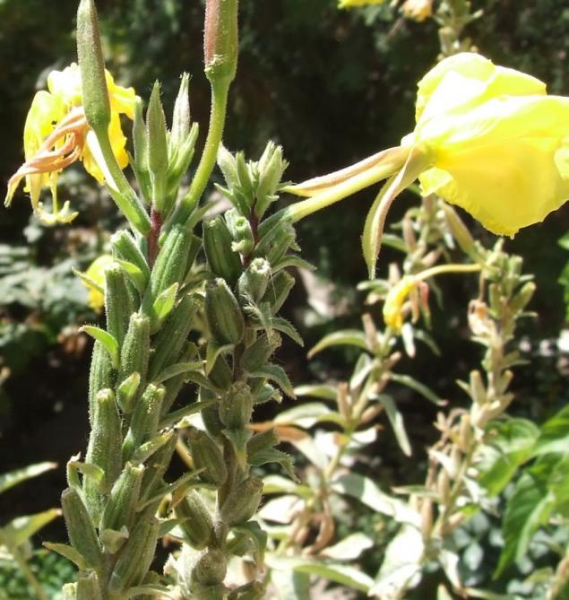 Name:  DSCF0779.jpg
Views: 1875
Size:  70.7 KB
