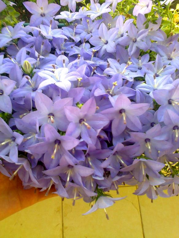 Name:  Fotoraf3007.jpg
Views: 1047
Size:  73.3 KB