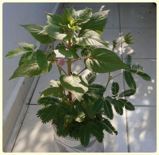 Name:  Mimosa pudica.jpg
Views: 1133
Size:  59.0 KB