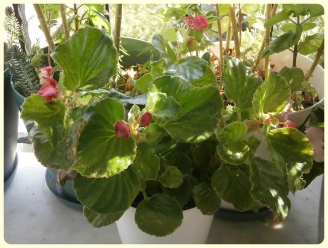Name:  eker Begonya, Yediveren begonya (Begonia semperflorens).jpg
Views: 3426
Size:  53.8 KB
