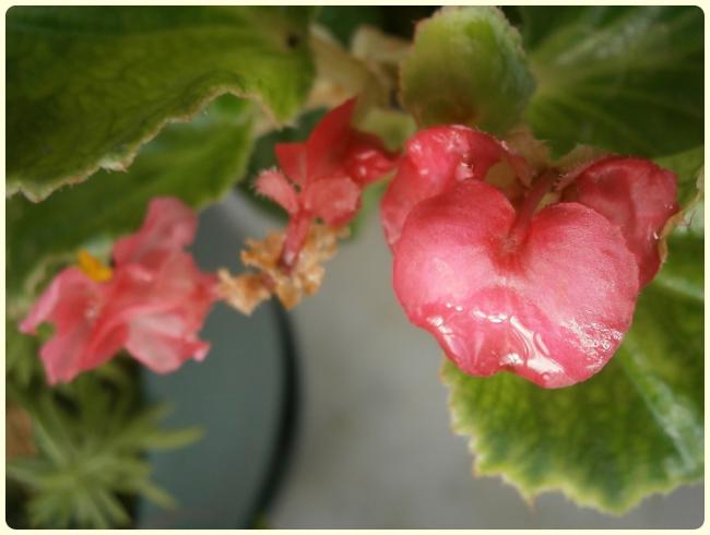 Name:  Begonia.jpg
Views: 2541
Size:  31.5 KB