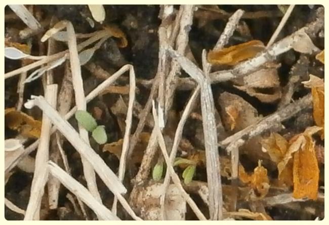 Name:  Matthiola longipetala.jpg
Views: 1303
Size:  50.6 KB