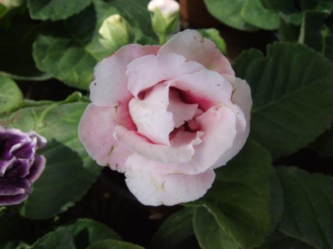 Name:  DSCF1328.jpg
Views: 986
Size:  27.7 KB