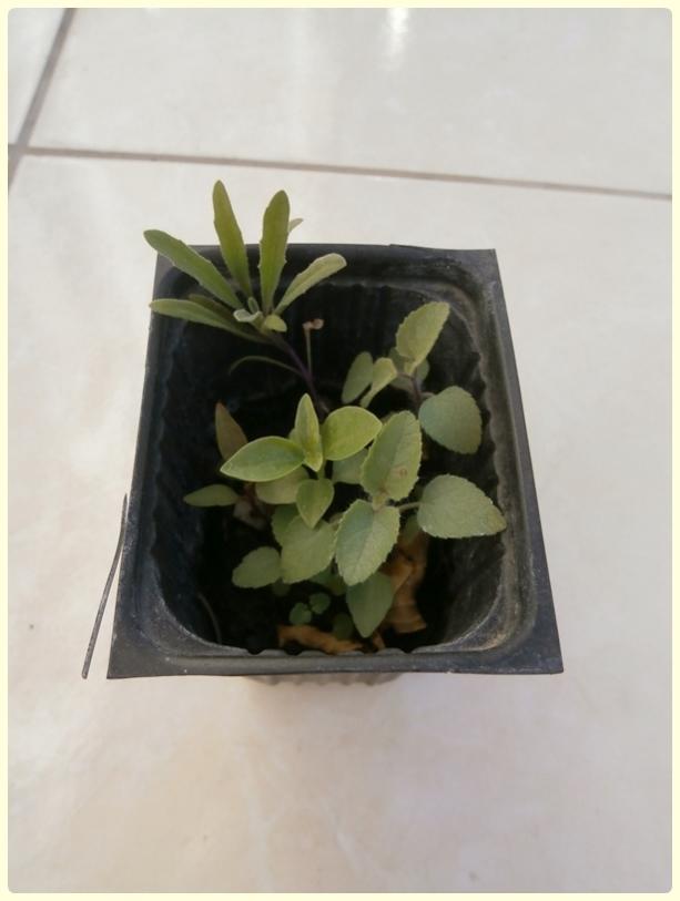 Name:  Matthiola longipetala - Boynuzlu ebboy-1.jpg
Views: 1170
Size:  35.5 KB