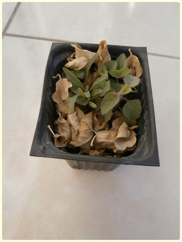 Name:  Matthiola longipetala - Boynuzlu ebboy-2.jpg
Views: 1062
Size:  40.4 KB