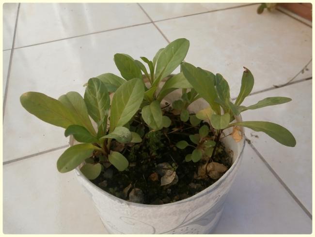 Name:  Convolvulus tricolor - Gndz Sefas.jpg
Views: 9349
Size:  33.0 KB
