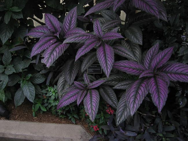 Name:  800px-Strobilanthes_anisophyllus_-_JBM.jpg
Views: 656
Size:  60.5 KB