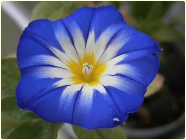 Name:  Convolvulus tricolor - Gndz Sefas.jpg
Views: 10140
Size:  27.5 KB