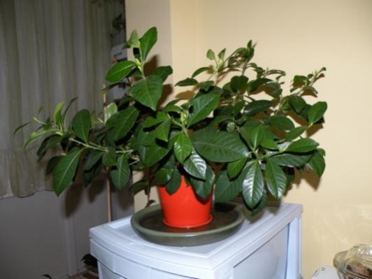 Name:  ÇİÇEKLERİM_gardenia.jpg
Views: 2022
Size:  26.7 KB
