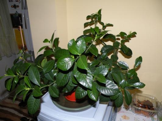 Name:  ÇİÇEKLERİM_gardenia3.jpg
Views: 2499
Size:  31.2 KB