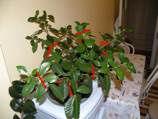 Name:  %C3%87%C4%B0%C3%87EKLER%C4%B0M_gardenia2.jpg
Views: 2902
Size:  34.1 KB