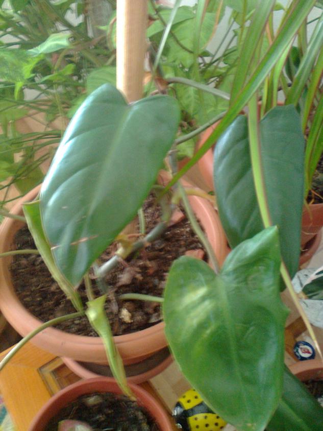 Name:  Fotoraf3816.jpg
Views: 1301
Size:  70.6 KB