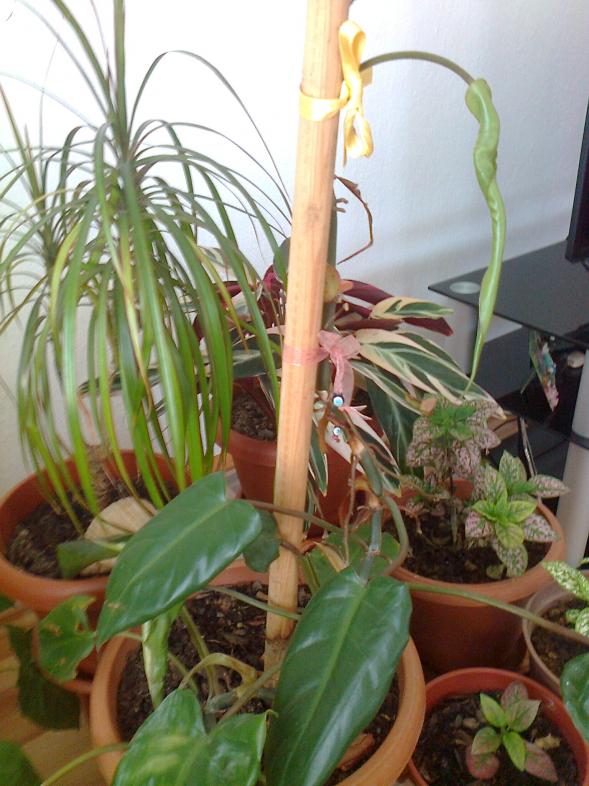Name:  Fotoraf3818.jpg
Views: 1042
Size:  72.4 KB