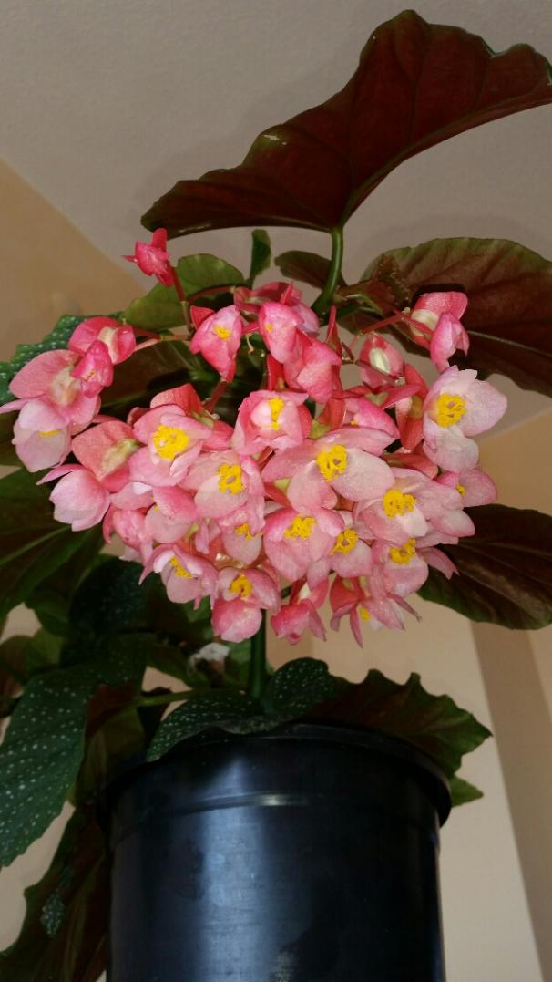 Name:  2016-06-21 16.11.22.jpg
Views: 1912
Size:  64.4 KB