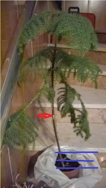 Name:  arokarya2.jpg
Views: 1526
Size:  65.2 KB