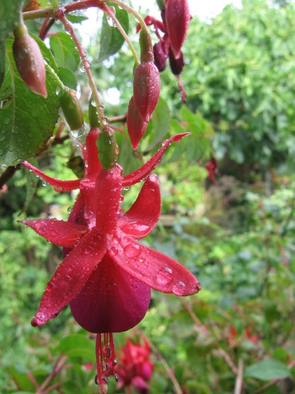 Name:  kupe cicekleri3 006.jpg
Views: 107105
Size:  57.7 KB