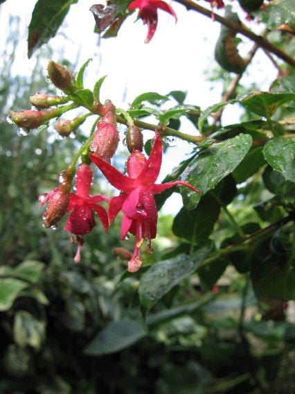 Name:  kupe cicekleri3 009.jpg
Views: 101798
Size:  52.9 KB