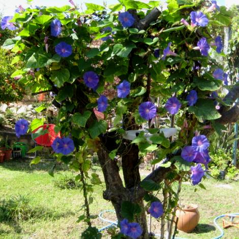 Name:  IMG_7768.JPG
Views: 741
Size:  69.9 KB