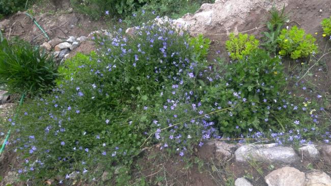Name:  campanula 2.jpg
Views: 1204
Size:  61.8 KB
