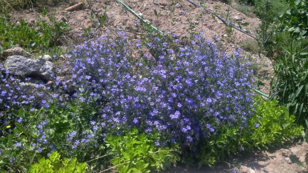 Name:  campanula 9.jpg
Views: 1223
Size:  70.6 KB
