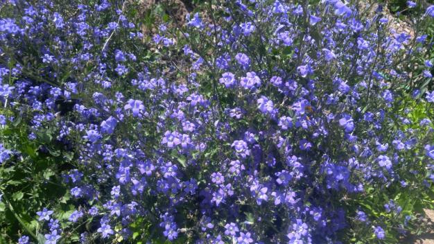 Name:  campanula 11.jpg
Views: 1234
Size:  70.3 KB