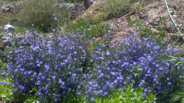 Name:  campanula 16.jpg
Views: 1228
Size:  70.1 KB