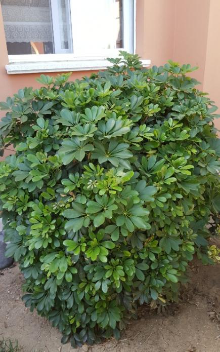 Name:  Schefflera 2017.jpg
Views: 2062
Size:  64.0 KB