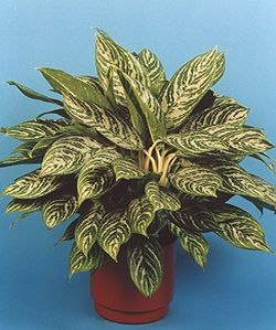 Name:  aglaonema.jpg
Views: 5169
Size:  21.1 KB