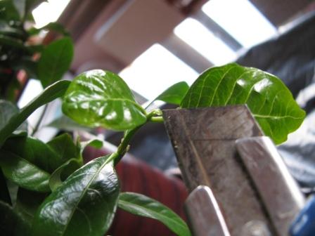 Name:  IMG_0120s.jpg
Views: 1697
Size:  25.3 KB
