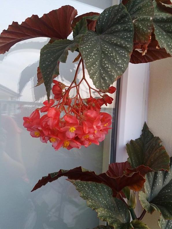 Name:  20180803_064222.jpg
Views: 2650
Size:  66.1 KB