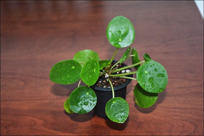Name:  Pilea Peperomioides (1).jpg
Views: 7896
Size:  33.7 KB