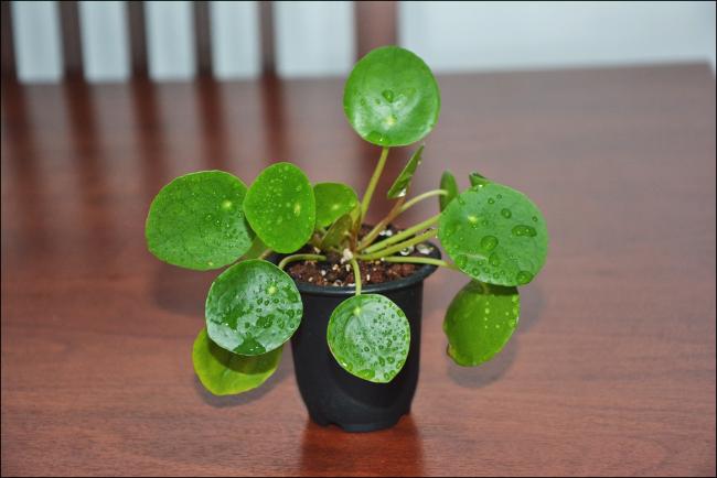 Name:  Pilea Peperomioides (2).jpg
Views: 7980
Size:  31.9 KB
