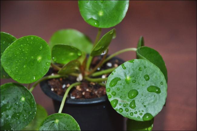 Name:  Pilea Peperomioides (4).jpg
Views: 7905
Size:  33.4 KB