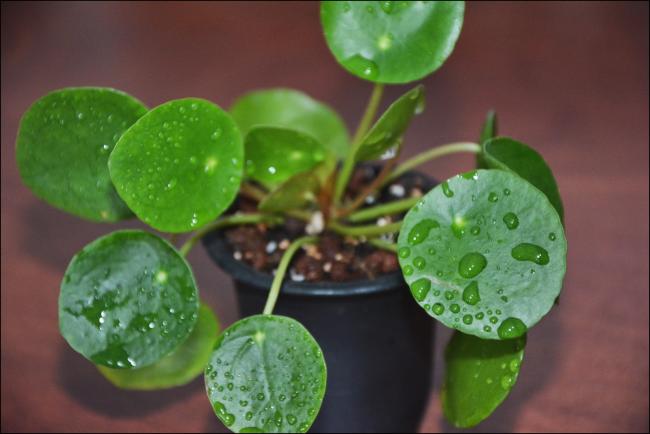 Name:  Pilea Peperomioides (5).jpg
Views: 7987
Size:  32.2 KB